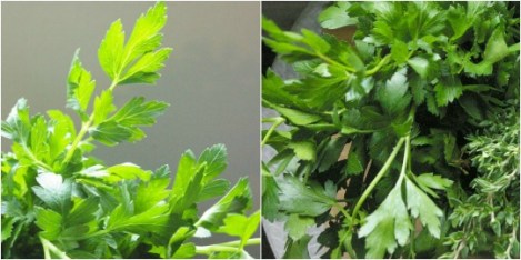 parsley
