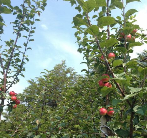 PEC_cider_04