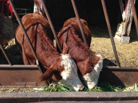 PEC_HagFarm_01