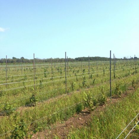 PEC_vineyard_01