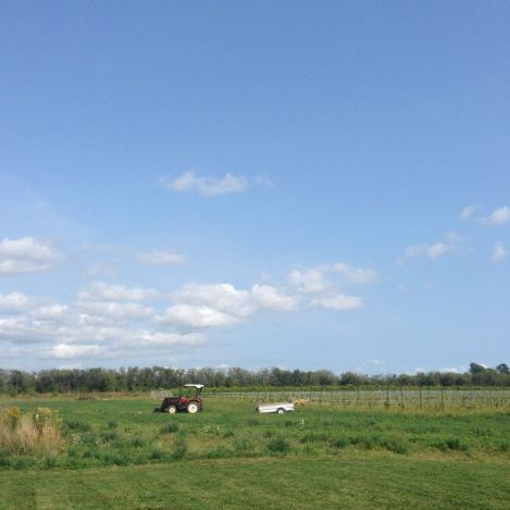 PEC_vineyard_02