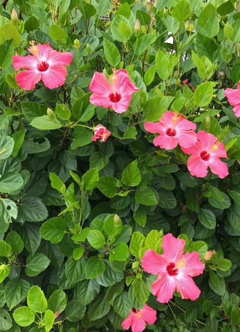 capri_43